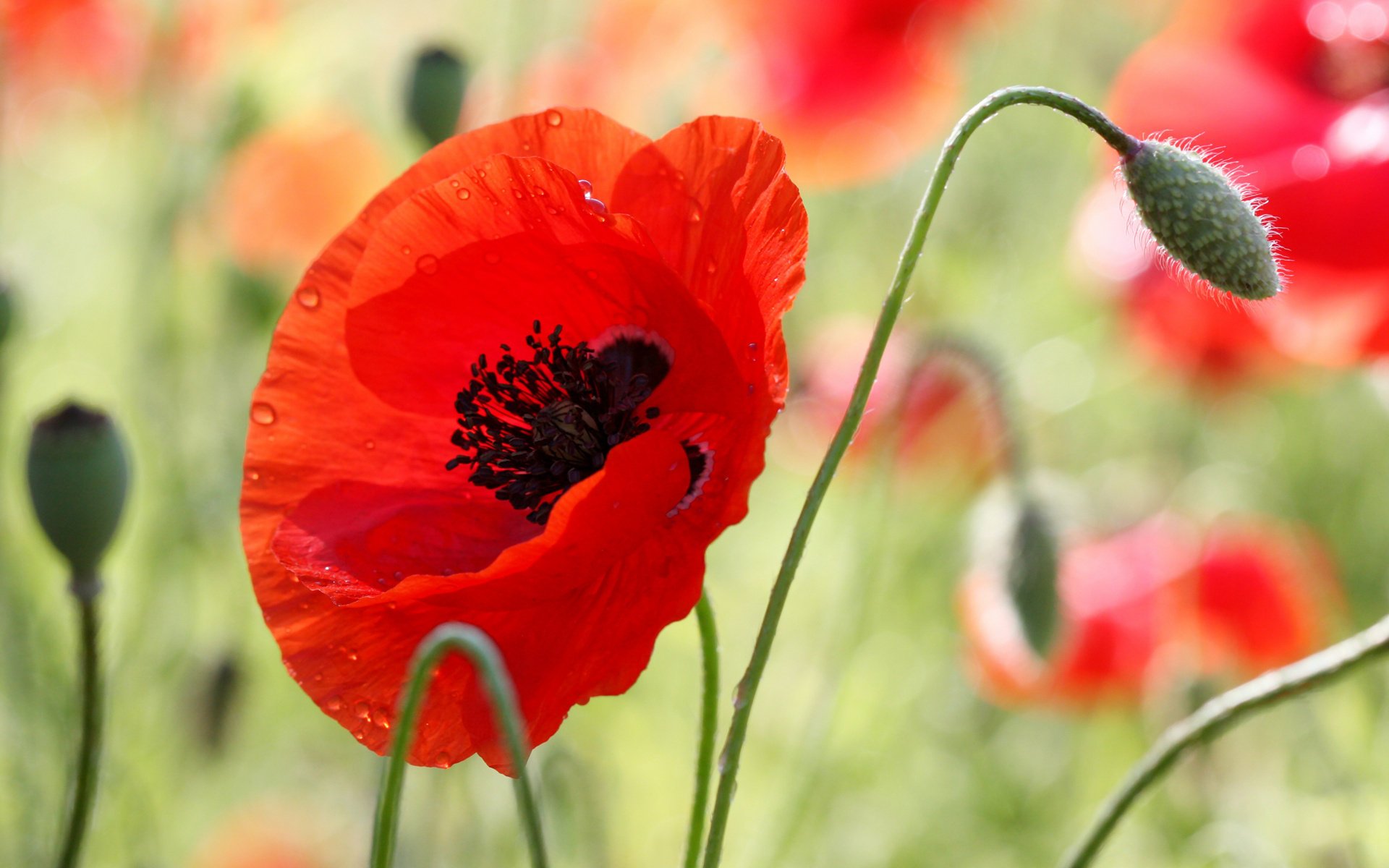 coquelicot fleur macro été lumineux gouttes