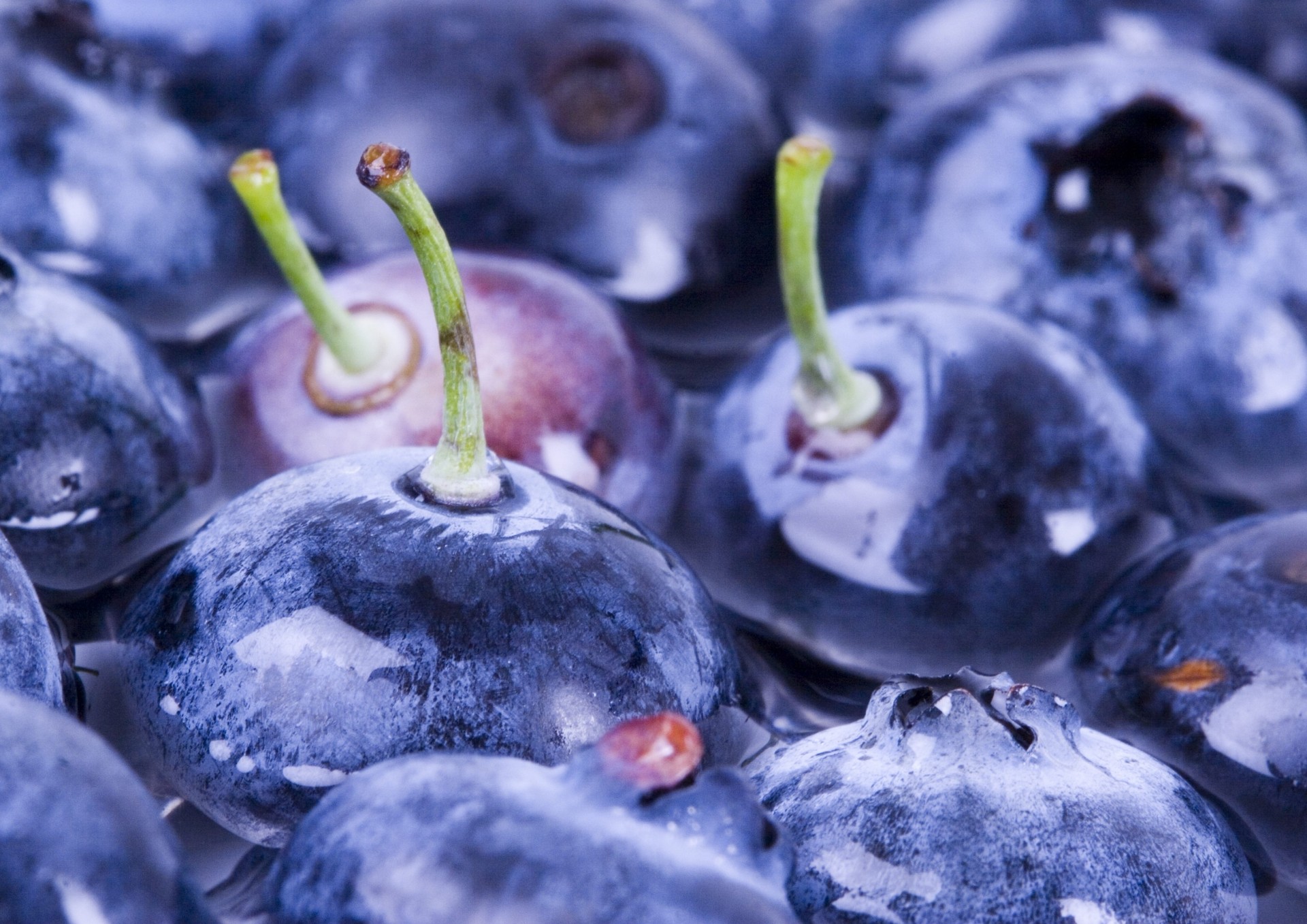 beeren schwänze blaubeeren wasser