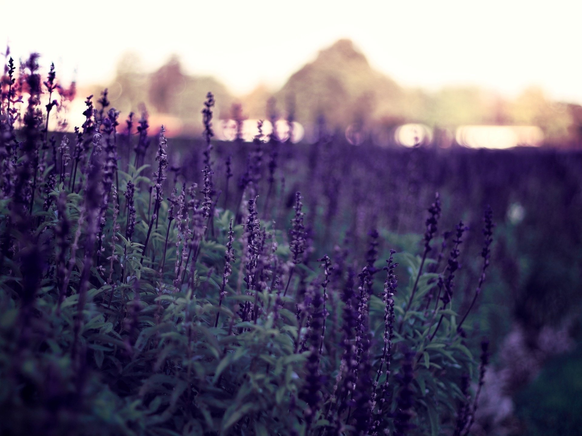 purple flowers plants the evening nature bokeh background