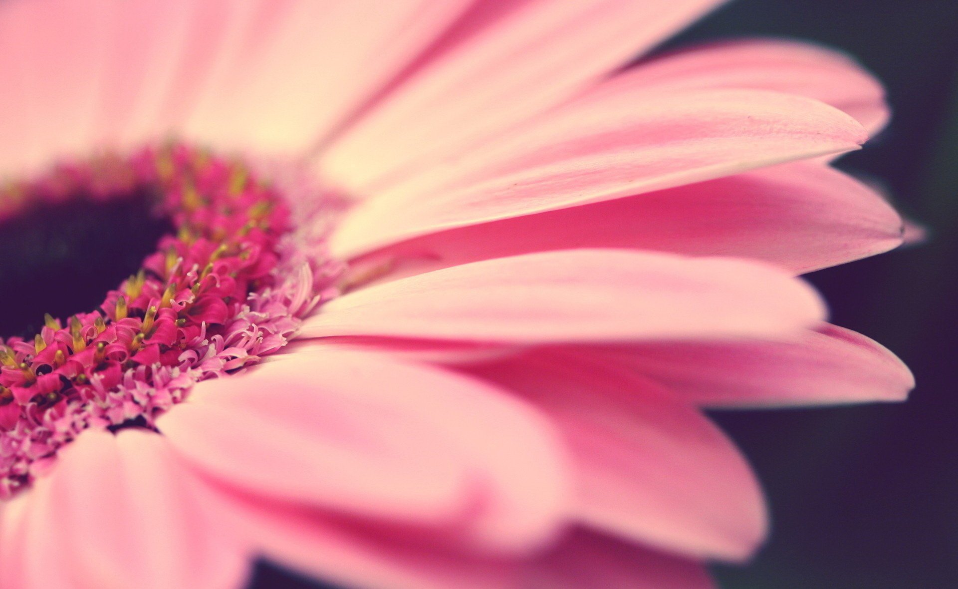 rose gerbera fleurs