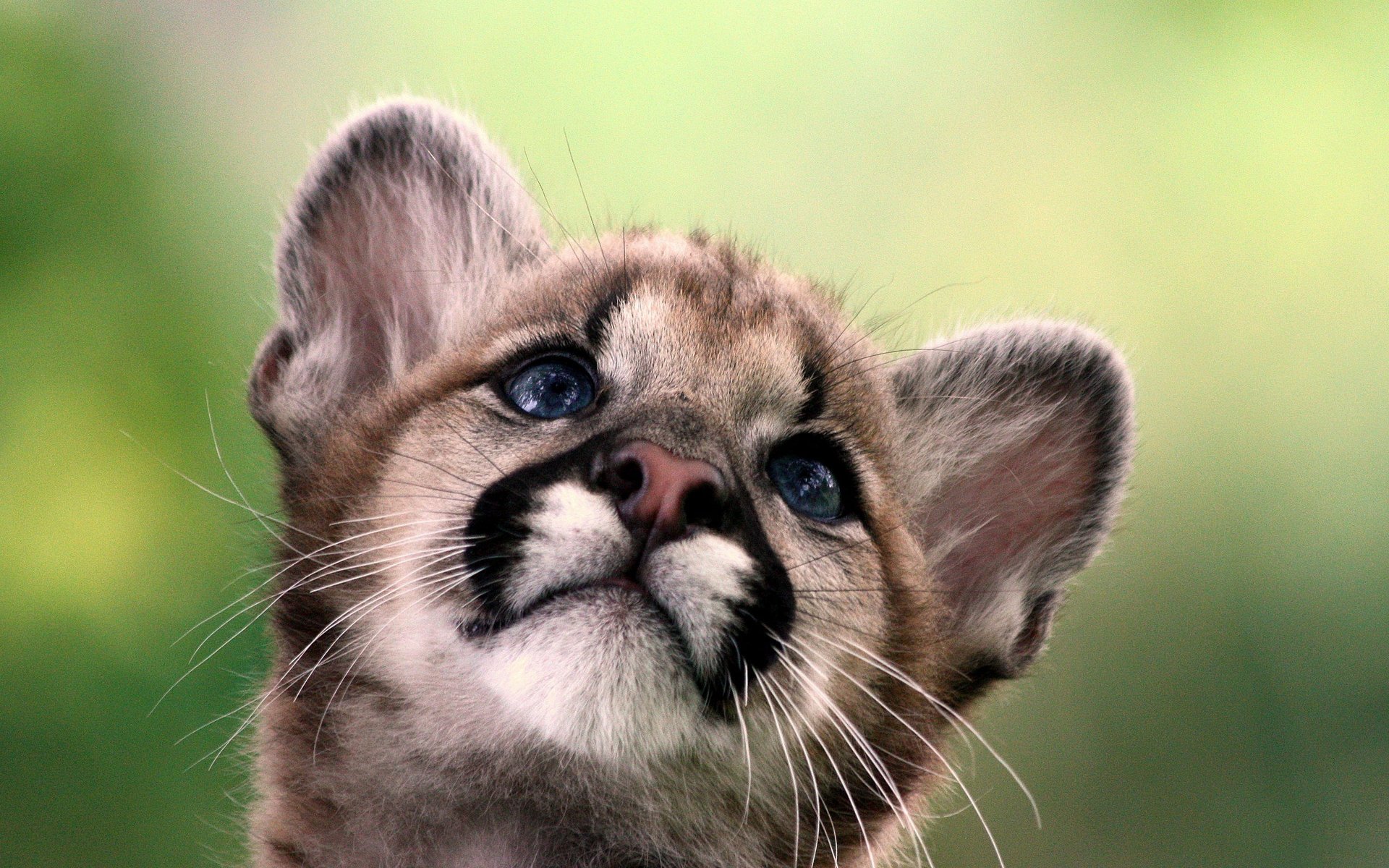 kleinkind baby cougar berglöwe puma kätzchen wildkatze