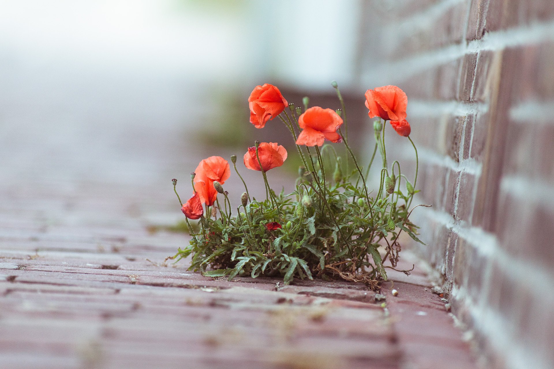 fleurs gros plan coquelicots photo plante