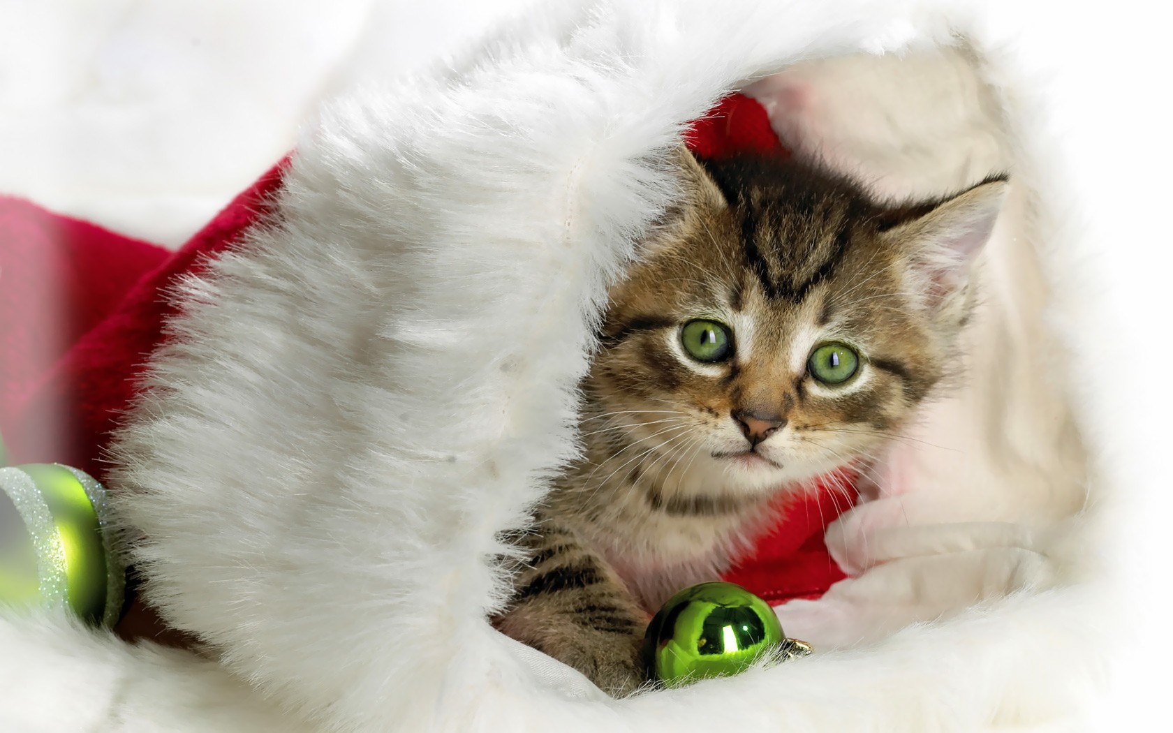 año nuevo gatito sombrero