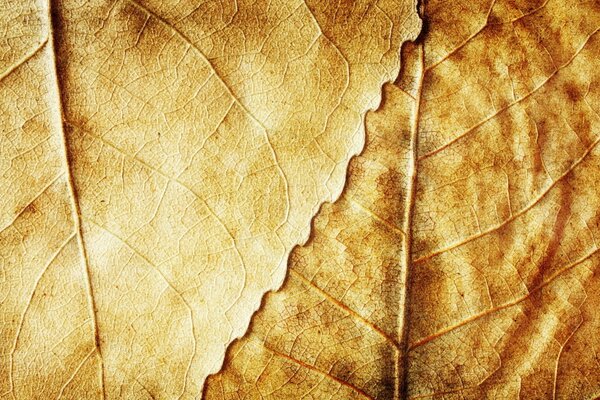 Gelbe trockene Herbstblätter