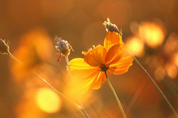 Fiori nel bagliore di un bellissimo tramonto