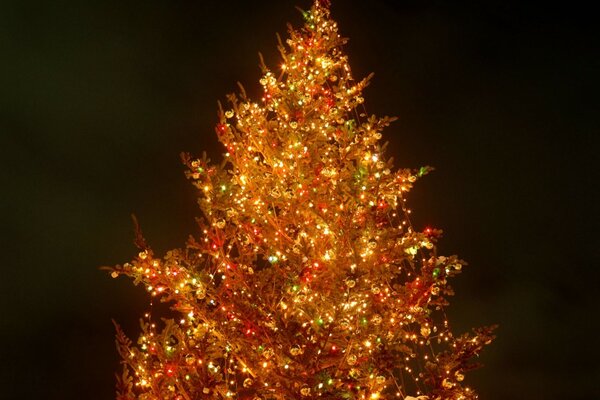 Elegant Christmas tree, sparkling with lights, on a dark background