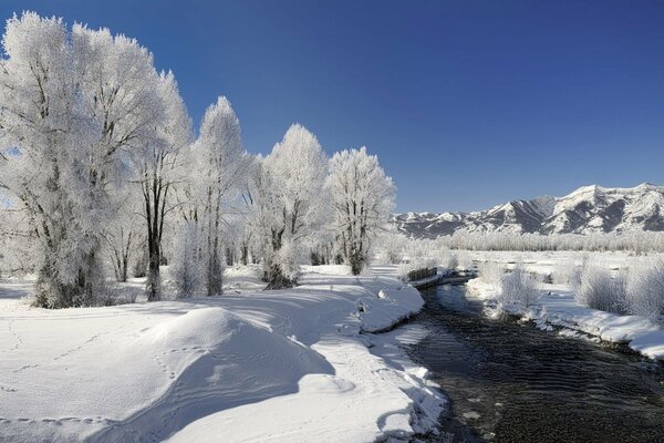 Un río sin hielo en medio de un bosque de invierno