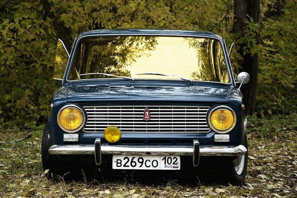 Black lada on the background of autumn forest