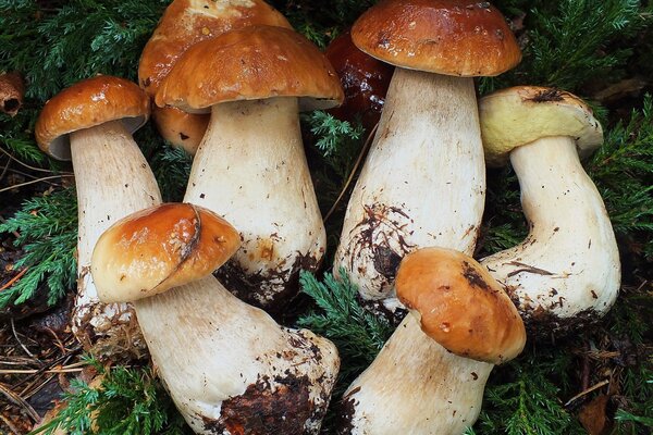 Porcini mushrooms on branches in the forest