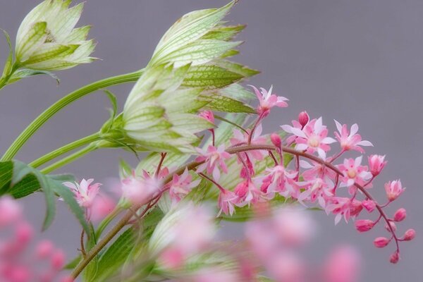 Pale pink flowers on a branch