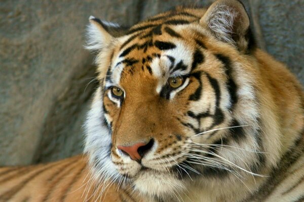 Tigre du Bengale fort et audacieux