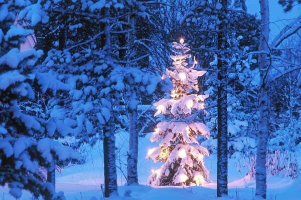 A snow-covered Christmas tree in the Christmas lights in the forest