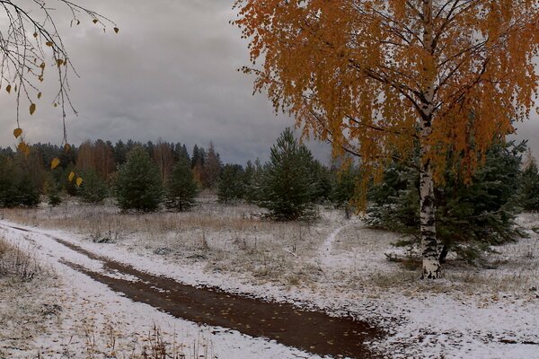 The first snow, birch with yellow leaves