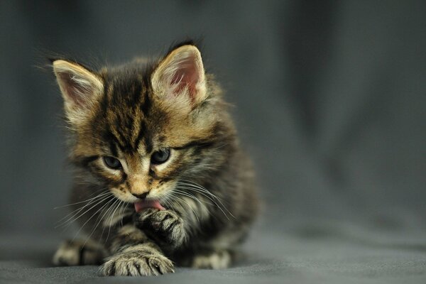 Maine Coon kitten licks paw