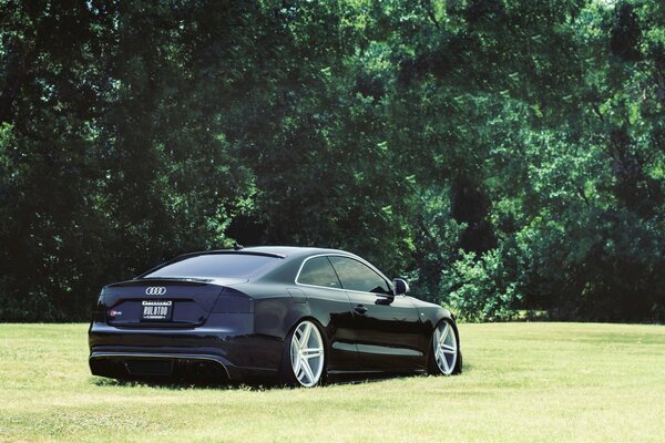 Audi negro muy bajo en la hierba verde