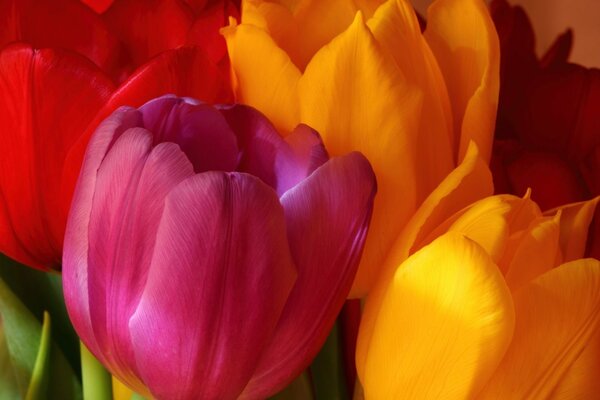 Tulipanes brillantes. Brotes rosados y amarillos