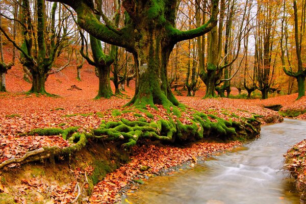 Natura autunnale. Ruscello della foresta