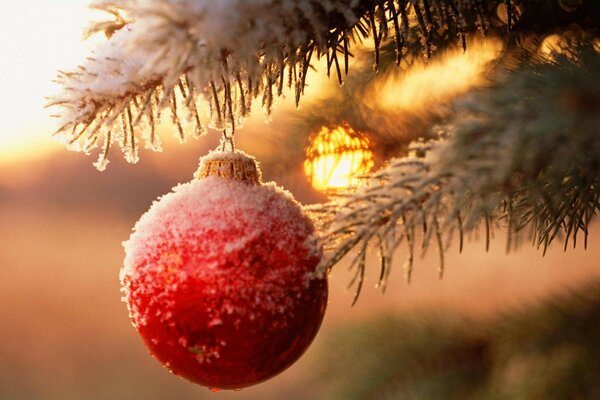 Christmas tree red ball on a branch