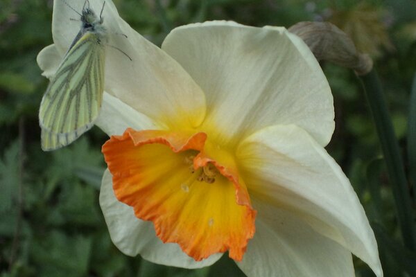A moth on a spring narcissus