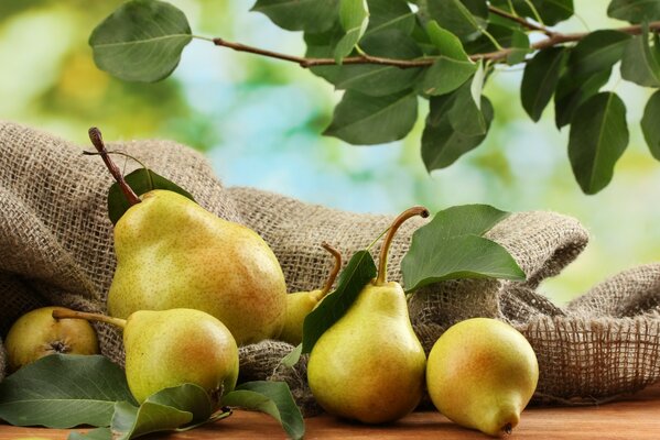 Pears on the table with branches laid out of a bag