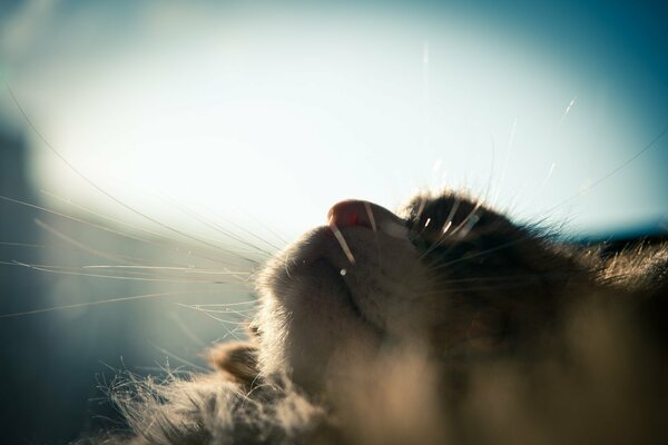 Moustache de chat moelleux sur fond de ciel