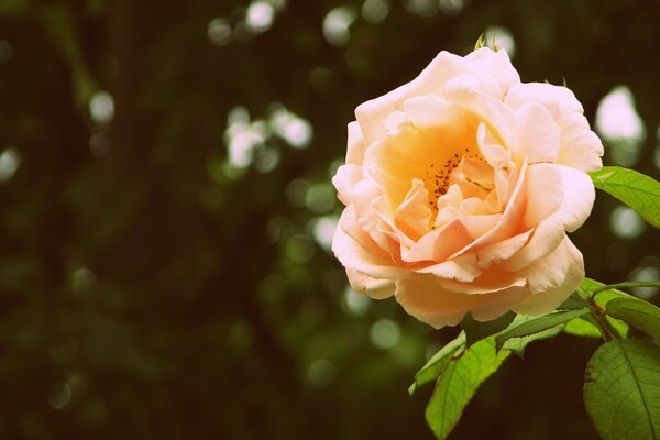 Una rosa exuberante con hojas verdes brillantes sobre un fondo oscuro