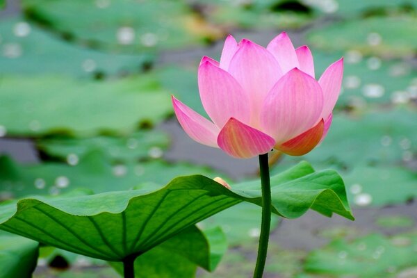 Fleur de nénuphar dans un étang avec des feuilles