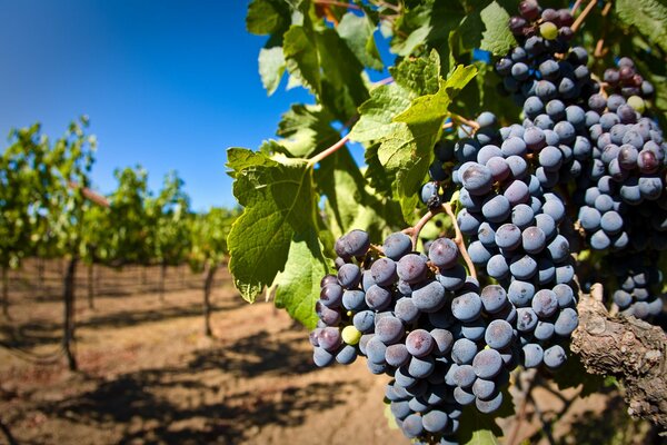 Weinrebe mit Trauben von Beeren