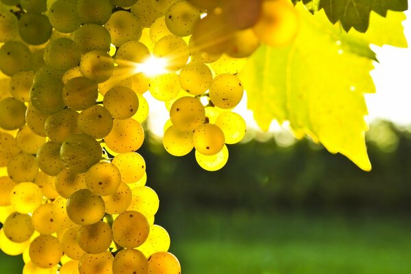 Kiście winogron w promieniach ciepłego słońca