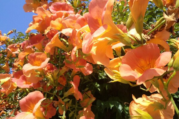 Bright flowers on a blue sky background