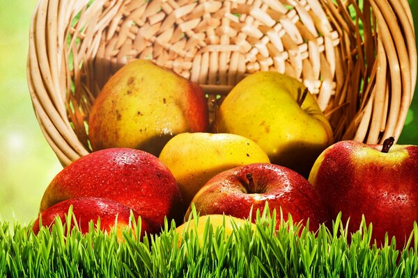 Harvest of ripe red and yellow apples