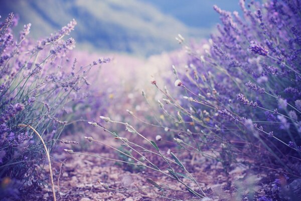 Los arbustos de lavanda lila huelen a miel