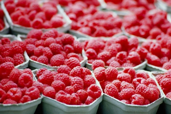 Kisten mit reifen saftigen Himbeeren