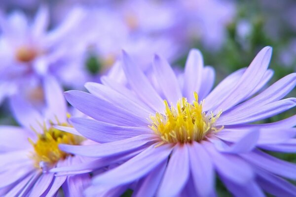 Pétales macro jaune lilas