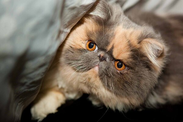 Chat poilu pur-sang aux yeux roux