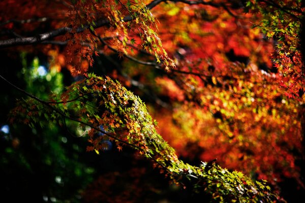 Hoja de otoño colorido en la tierra