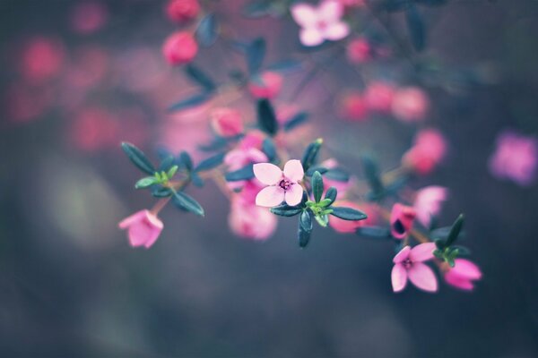 Sehr süße rosa Blüten