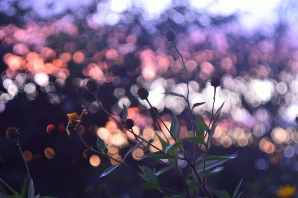 Kleine Blumen auf dem Hintergrund der verschwommenen Lichter der Stadt