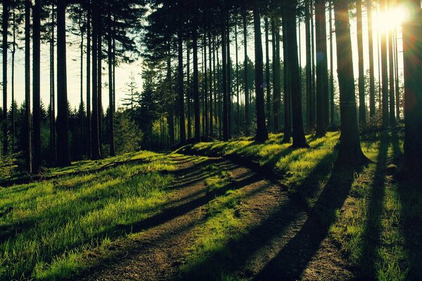 Forest road with mysterious rays of the sun