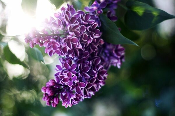 La belleza de las Lilas en el sol