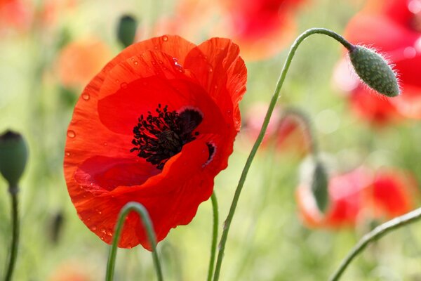 Bright scarlet poppy on a poppy field