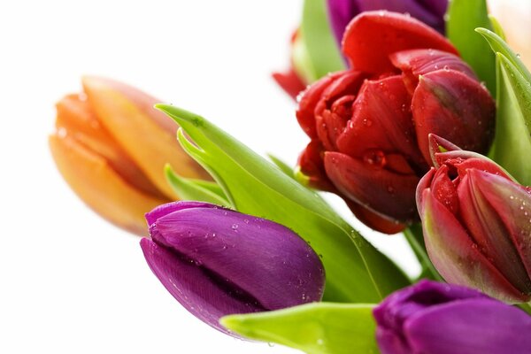 Unopened buds of colored tulips