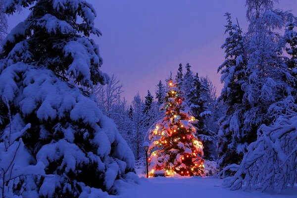 Arbre de Noël dans la forêt. Lumières multicolores