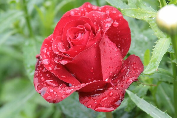 Beauté naturelle de la rose rouge dans une goutte de rosée du matin