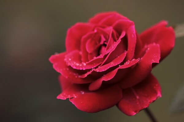 Rote Rose mit Rosentropfen auf Blütenblättern