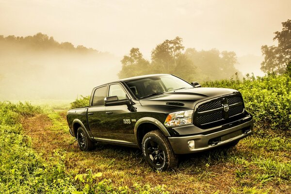 Black SUV on the background of vegetation