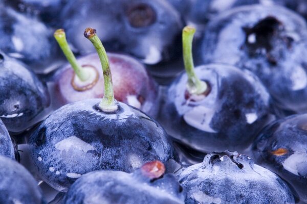 Ripe blueberries with dew drops