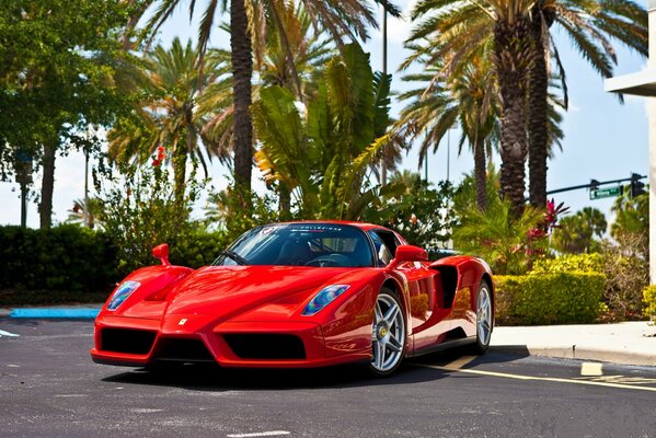 Foto de Ferrari rojo modelo Enzo en el fondo de las palmeras