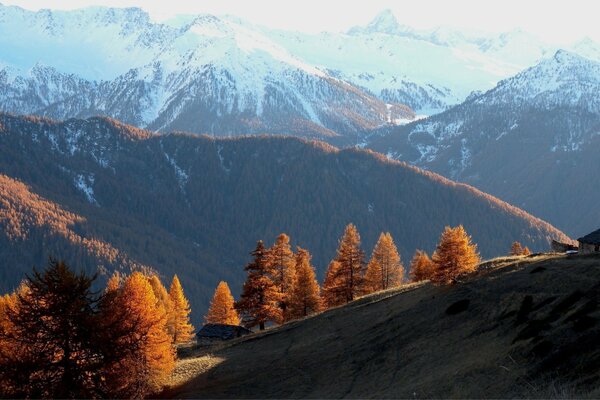 Montagnes enneigées et forêt d automne