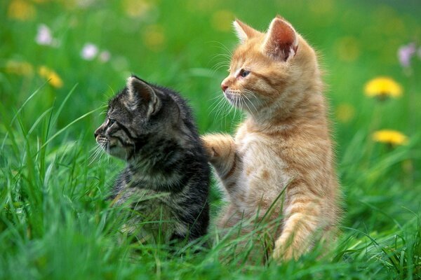 Red and gray kittens are lying on the green grass